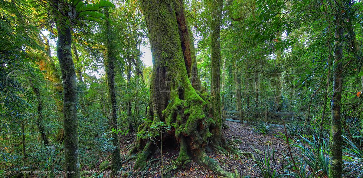 Peter Bellingham Photography Antarctic Beech Trees - Springbrook - QLD T (PB5D 00 U3A3936)